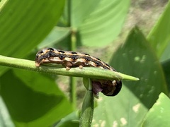 Spodoptera litura