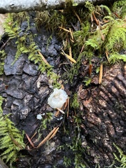 Naematelia encephala