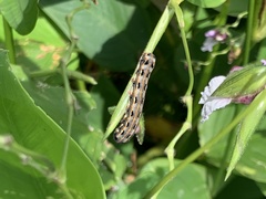 Spodoptera litura