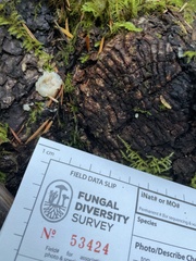 Naematelia encephala