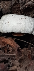 Cyclocybe aegerita