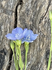 Linum marginale