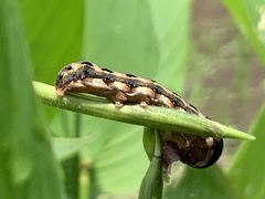 Spodoptera litura