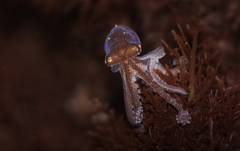 Octopus bimaculoides