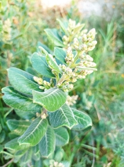 Rhus standleyi