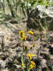 Senecio pudicus