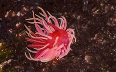 Okenia rosacea