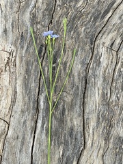 Linum marginale