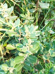 Rhus standleyi
