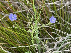 Linum marginale