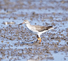 Tringa totanus
