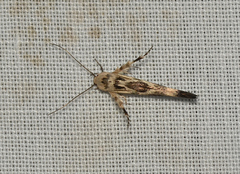 Stathmopoda melanochra