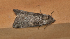 Corula geometroides