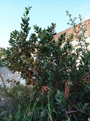 Rhus standleyi