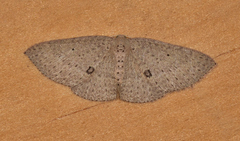 Poecilasthena anthodes
