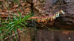 Dracophyllum secundum