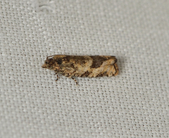 Clepsis therina