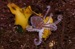 Octopus bimaculoides