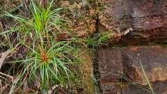 Dracophyllum secundum
