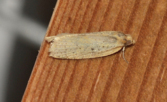 Merophyas siniodes
