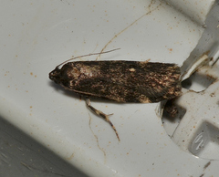 Barea atmophora