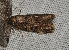 Barea atmophora
