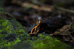 Ophiocordyceps