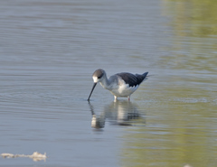 Himantopus himantopus