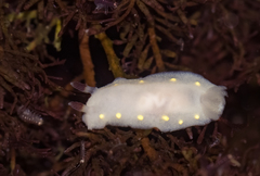 Cadlina flavomaculata