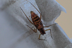 Euceraphis