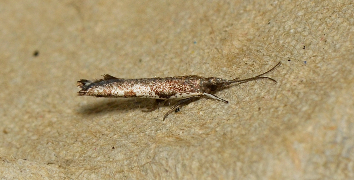 Phalangitis from Calverts Lagoon CR TAS 7020, Australia on September 22 ...