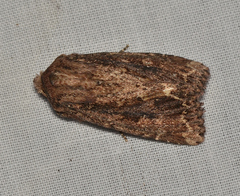 Dasygaster ligniplena