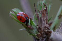 Euceraphis