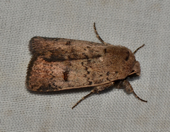 Proteuxoa hypochalchis