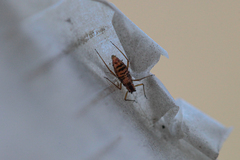 Euceraphis