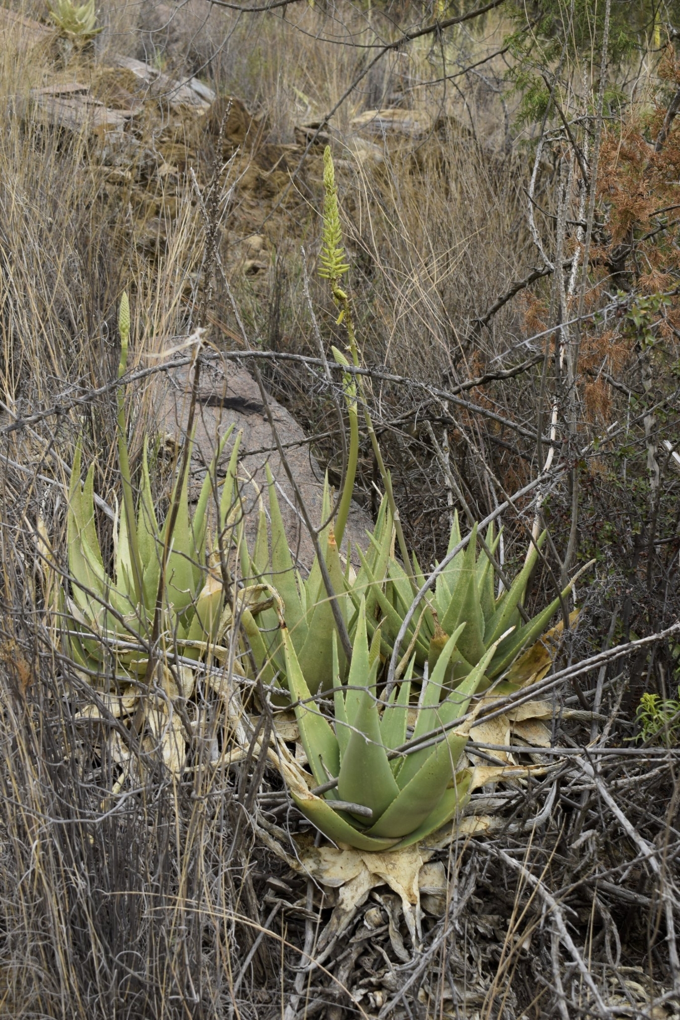 Aloe castellorum
