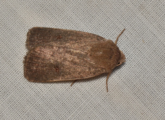 Proteuxoa hypochalchis