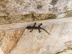 Hemidactylus garnotii