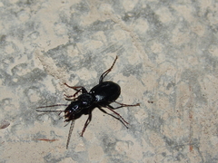 Pterostichus schaschli