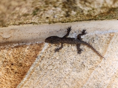 Hemidactylus garnotii