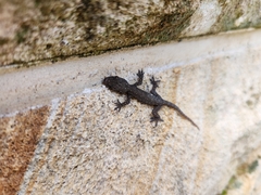 Hemidactylus garnotii