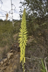 Aloe castellorum
