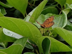 Junonia hedonia ida