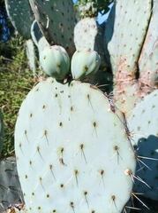 Opuntia robusta