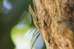 Anolis stratulus