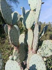 Opuntia robusta