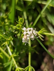 Asperula conferta