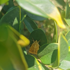 Helicoverpa armigera