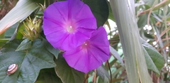 Ipomoea indica