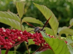 Polistes sagittarius